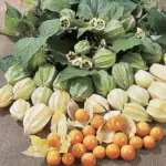 Golden Berries