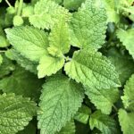 Hojas frescas de menta en un plato.