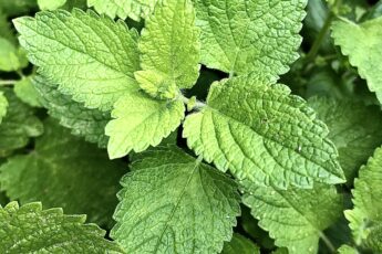 Hojas frescas de menta en un plato.